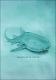 Livro Pan Tubarões 2023 vfinal 23.01 digital compacto CAPITULO 10.pdf.jpg